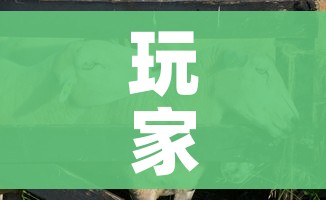 玩家攻略“微信牛牛群斗牛群”轻松获取房卡全渠道 玩家攻略“微信牛牛群斗牛群”轻松获取房卡全渠道